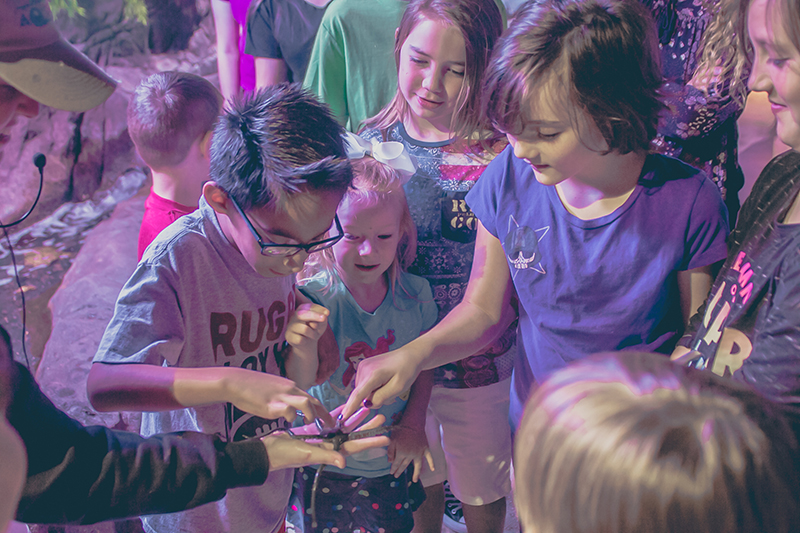 guests experiencing an animal encounter