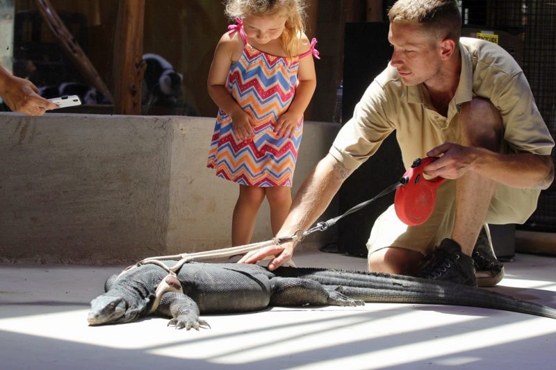 Reptile Exhibit - Houston Educational Field Trip - Houston Interactive Aquarium and Animal Preserve LLC